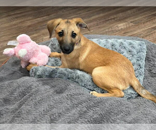 Medium Photo #2 Chiweenie Puppy For Sale in Frankenmuth, MI, USA