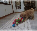 Small #12 Golden Retriever