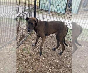 Great Dane Dogs for adoption in San Antonio, TX, USA