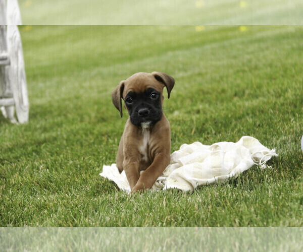 Medium Photo #3 Boxer Puppy For Sale in SHIPSHEWANA, IN, USA