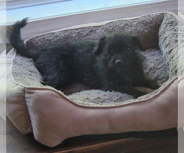 Medium Photo #2 Mutt Puppy For Sale in St. Louis Park, MN, USA