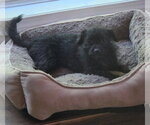 Small #1 Mutt