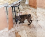 Small Photo #3 Labrador Retriever Puppy For Sale in STOUGHTON, MA, USA