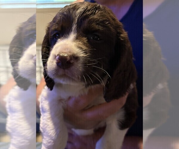 Medium Photo #4 English Springer Spaniel Puppy For Sale in TUALATIN, OR, USA