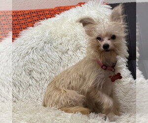 Havanese-Unknown Mix Dogs for adoption in Lakewood, CO, USA