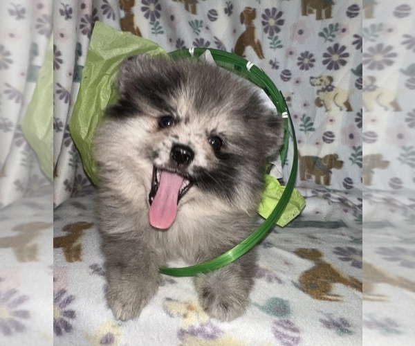 Medium Photo #2 Pomeranian Puppy For Sale in BAKERSFIELD, CA, USA