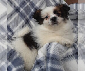 Shiranian Puppy for sale in THORP, WI, USA