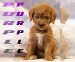 Puppy PURPLE Goldendoodle
