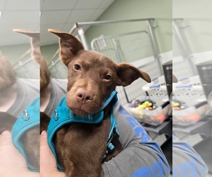 Chihuahua-Labrador Retriever Mix Dogs for adoption in McDonough, GA, USA