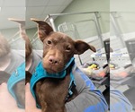 Small Chihuahua-Labrador Retriever Mix