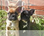 Small Photo #2 French Bulldog Puppy For Sale in PARIS, TX, USA