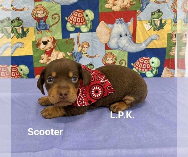 Medium Photo #1 Dachshund Puppy For Sale in WINNSBORO, LA, USA