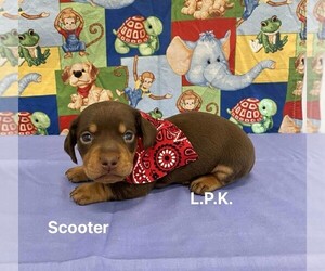 Dachshund Puppy for sale in WINNSBORO, LA, USA