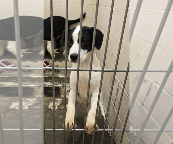 Medium Photo #3 Borador Puppy For Sale in Aurora, IN, USA