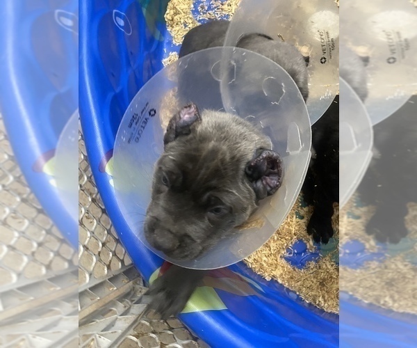 Medium Photo #33 Cane Corso Puppy For Sale in BELGRADE, MT, USA
