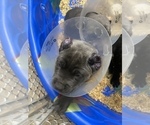 Small Photo #33 Cane Corso Puppy For Sale in BELGRADE, MT, USA