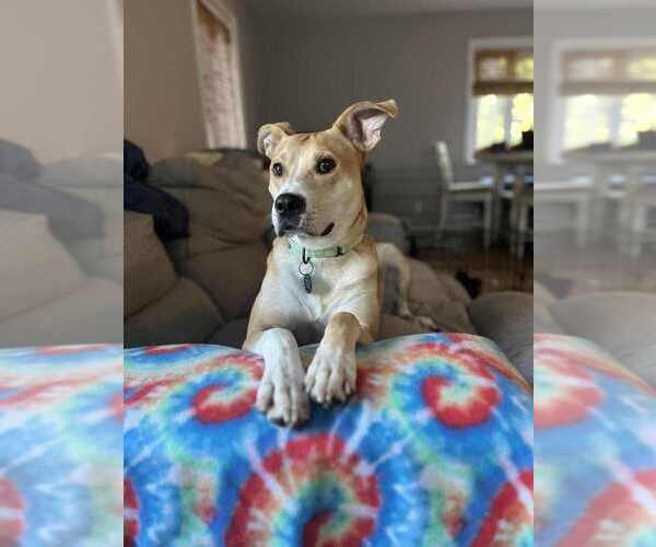 Medium Photo #16 Carolina Dog-Labrador Retriever Mix Puppy For Sale in Springdale, PA, USA