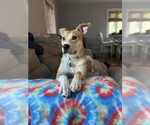 Small #15 Carolina Dog-Labrador Retriever Mix