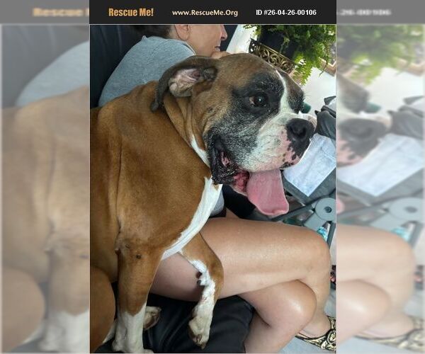 Medium Photo #1 Boxer Puppy For Sale in Dumont, NJ, USA
