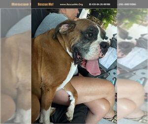Boxer Dogs for adoption in Dumont, NJ, USA