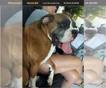 Small Boxer