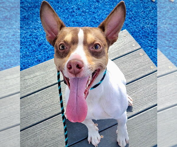 Medium Photo #3 Rat Terrier Puppy For Sale in Atlanta, GA, USA