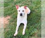 Small #1 American Staffordshire Terrier Mix