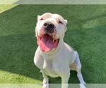 Small Dogo Argentino