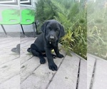 Small #16 Labrador Retriever