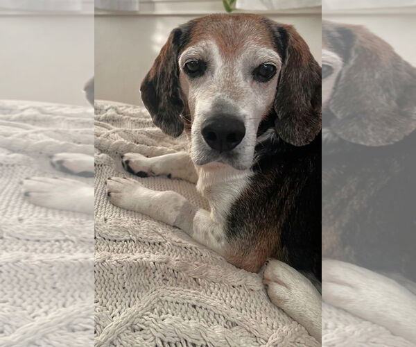 Medium Photo #10 Beagle Puppy For Sale in Dunnellon, FL, USA