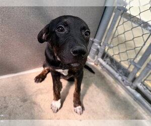 Rottweiler-Unknown Mix Dogs for adoption in Santa Rosa, CA, USA
