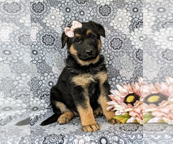 Medium Photo #2 German Shepherd Dog Puppy For Sale in GLEN ROCK, PA, USA