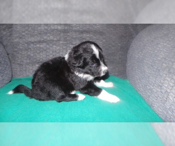 Medium Photo #6 Border Collie Puppy For Sale in AIKEN, SC, USA