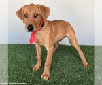 Small #3 Labrador Retriever-Rhodesian Ridgeback Mix