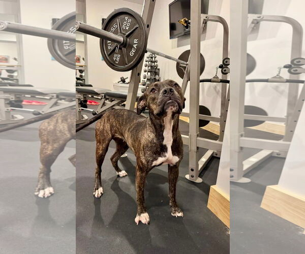 Medium Photo #2 Boxer-Unknown Mix Puppy For Sale in Germantown, OH, USA