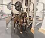 Small #1 Boxer Mix
