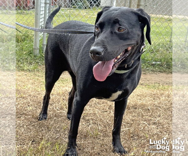 Medium Photo #2 Labrador Retriever-Unknown Mix Puppy For Sale in Washington, DC, USA