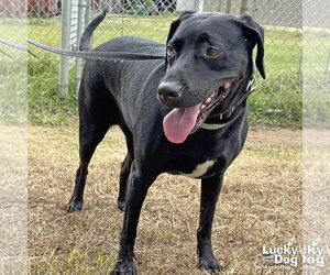 Coraline - Female Labrador Retriever-Unknown Mix Dog for Adoption - Photo #2