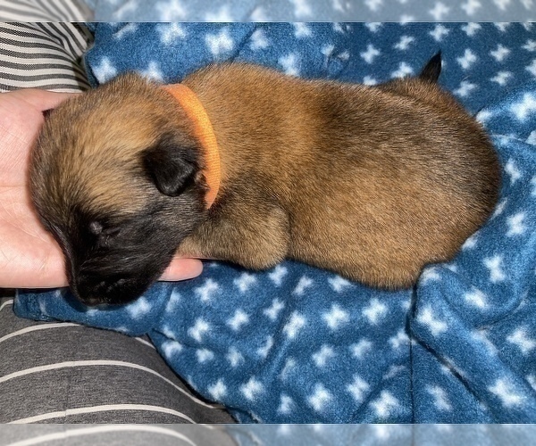 Medium Photo #184 Belgian Malinois Puppy For Sale in REESEVILLE, WI, USA