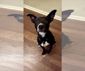 Mutt Dogs for adoption in Boston, MA, USA