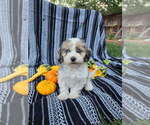 Small #4 Poodle (Miniature)