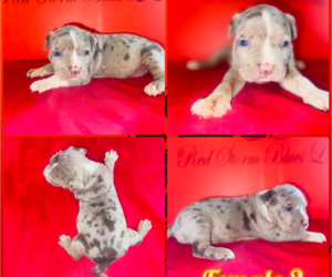 Medium American Bully