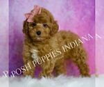 Small #5 Poodle (Miniature)