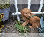 Puppy Loyal Poodle (Miniature)