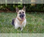 Small Photo #13 German Shepherd Dog-Unknown Mix Puppy For Sale in Kansas City, MO, USA