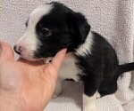Small #1 Border Collie