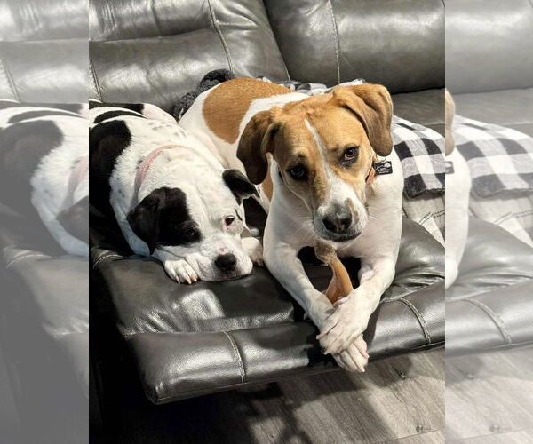Medium Photo #17 American Pit Bull Terrier-Treeing Walker Coonhound Mix Puppy For Sale in Spotsylvania, VA, USA