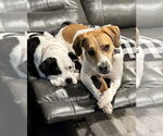 Small Photo #17 American Pit Bull Terrier-Treeing Walker Coonhound Mix Puppy For Sale in Spotsylvania, VA, USA
