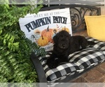Small Photo #2 Labradoodle Puppy For Sale in LEITCHFIELD, KY, USA