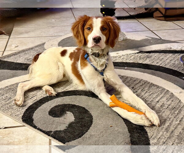 Medium Photo #1 - Mix Puppy For Sale in Curwensville, PA, USA